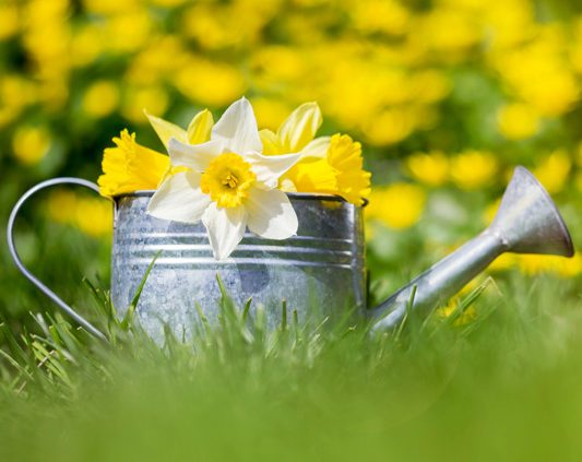 Watering can and daffodils